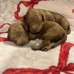 Girly - Red  female Goldendoodle puppy in Shingle Springs, California from Creamy Retrievers