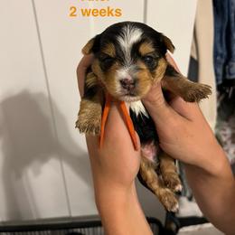 Axel - Black and tan male Yorkshire Terrier puppy in Forest, Virginia from Majestic Touch Kennels and Pet Services
