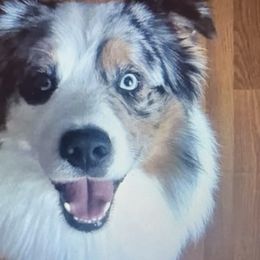 Major - Australian Shepherd