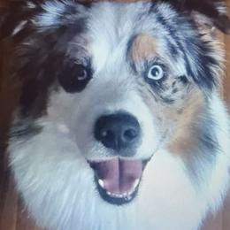Major - Australian Shepherd