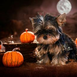 Yorkshire Terrier Puppies from Essence of Grace Yorkies