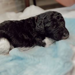 Poodle Puppies from Simplicity Poodles