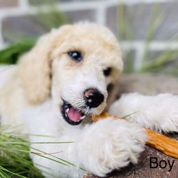 Poodle Puppies from Honeycutt Akc Standard Poodles