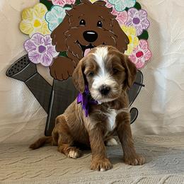 Shell - Purple Collar Female - Red  female Goldendoodle puppy in Bradenton, Florida from Suncoast Goldendoodles