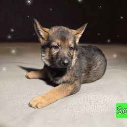 Boy 5 - Sable male German Shepherd puppy in Altoona, Florida from Blue Line Shepherds