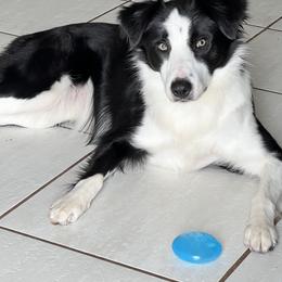 Border Collies from A&S Pet Services
