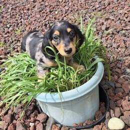 Roxie - Dapple Dachshund puppy in Stanwood, Washington from The Love of Dachshunds