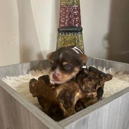 Yorkshire Terrier Puppies from Pam's Yorkies