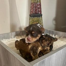 Yorkshire Terrier Puppies from Pam's Yorkies
