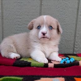 Kenny - Fawn merle male American Corgi puppy in Shawnee, Oklahoma from Sunray Ranch