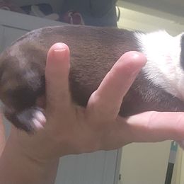 Companion Cross and French Bulldog Puppies from Legends Frenchton's, French Bulldogs & French Bullhuahua's