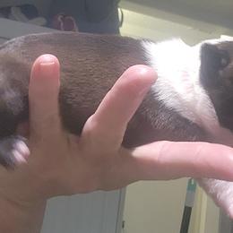 Companion Cross and French Bulldog Puppies from Legends Frenchton's, French Bulldogs & French Bullhuahua's