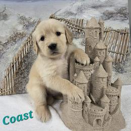 Coast - Light golden female Golden Retriever puppy in Marietta, Oklahoma from Dogs of Diamond B