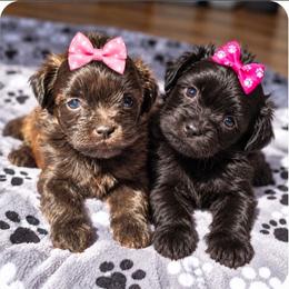 Loretta Lynn - Black female Shihpoo puppy in Delphos, Ohio from Route 66 Puppies