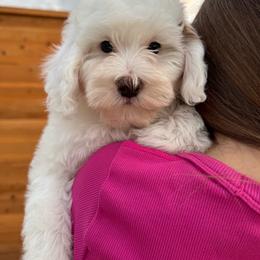 Sage boy - Parti male Goldendoodle puppy in Rio Linda, California from Plush Doodles