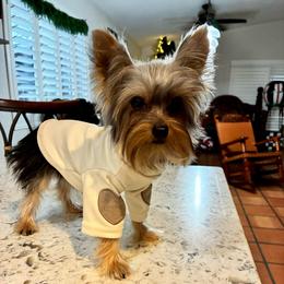 Niko - Blue and gold male Yorkshire Terrier puppy in Yuma, Arizona from Yuma Yorkie
