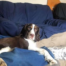 English Springer Spaniels from Harmony's English Springer Spaniels
