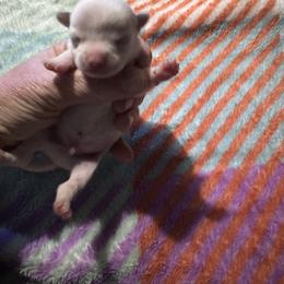 Chihuahua and Pembroke Welsh Corgi Puppies from Stephanie’s Corgi Colony