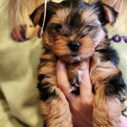 Ralphie - Tan Yorkshire Terrier puppy in Junction City, Ohio from On The Edge Of A Dream Yorkies