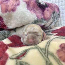 Peaches - Buff female Cocker Spaniel puppy in Corcoran, California from Sweetheart Cockers