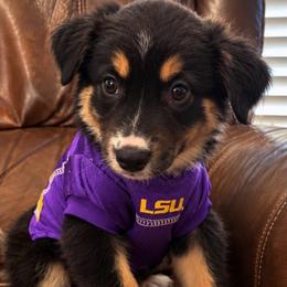 Nova - Black tri female Miniature Australian Shepherd puppy in Luling, Texas from Little Wood Toy and Mini Aussies