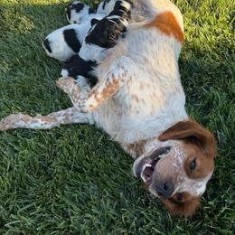 French Brittany puppies from Calibretons Kennels