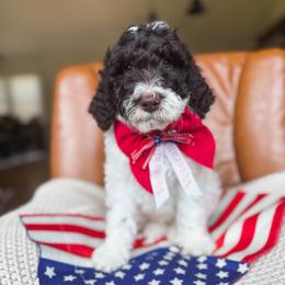 Galloway - Parti male Goldendoodle puppy in New Harmony, Indiana from Cottonwood Farms