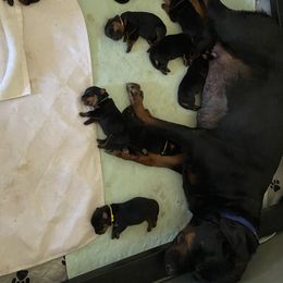 Rottweiler puppies from Aruna Rottweilers