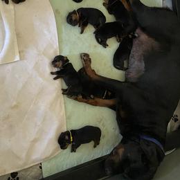 Rottweiler puppies from Aruna Rottweilers