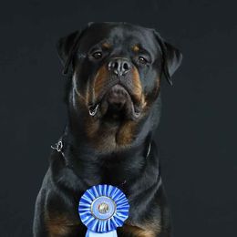 Huey - Rottweiler
