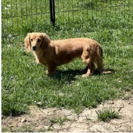 Maizie - Dachshund