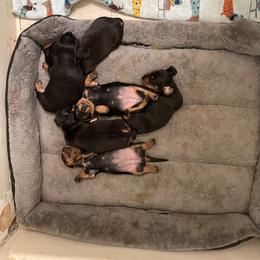 Dachshund Puppies from Hursh’s Hounds