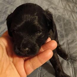 Boy one - Black male Cavapoo puppy in East Providence, Rhode Island from Marta's Cavaliers