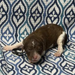Rune - Parti female Poodle puppy in Chesapeake, Virginia from Doodle-Cove