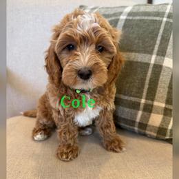 Cole - Red  male Goldendoodle puppy in Glendale, Arizona from Follow Your Bliss Doodles