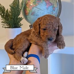 Goldendoodle Puppies from Rebecca Goldendoodles