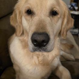 BettyLu - Golden Retriever