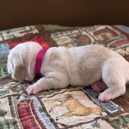 Maroon Girl - Red and white female Basset Hound puppy in Hood River, Oregon from The Walls Hounds With Heart