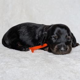 Lola - Black and tan female Dachshund puppy in Danbury, New Hampshire from Maplewood Mountain Farm