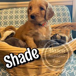 Cockapoo, Goldendoodle, and Poodle Puppies from Mason Farmhouse Poodles, Doodles & Poos (Breeding & Stud Services)