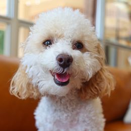 Cavapoos, Goldendoodles, and Poodles from Red Ranch Dogs