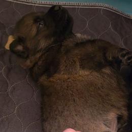 Orange Boy - Sable Coat - Sable male German Shepherd puppy in Elijay, Georgia from Mission K9