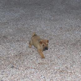 Chinese Shar-Pei Puppies from Princess Buttercup Pups