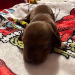Girl 2 - Red female Dachshund puppy in San Antonio, Texas from Corazon Mio Dachshunds
