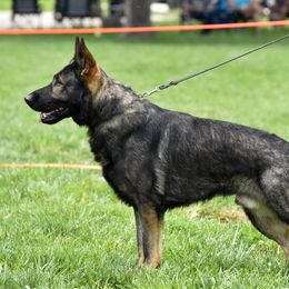 Wolf - German Shepherd