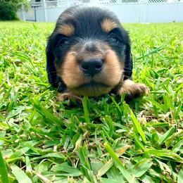 Clover - Black and tan male Dachshund puppy in Mabank, Texas from Lovin’ Li’s Furry Sausages