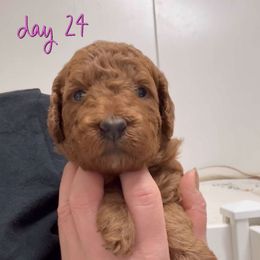 Penny's pink girl - Red  female Goldendoodle puppy in Phelan, California from High Desert Doodles - the original