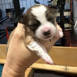 Willow - Black sabled fawn female Chihuahua puppy in Canton, Texas from Heavenly Chihuahua