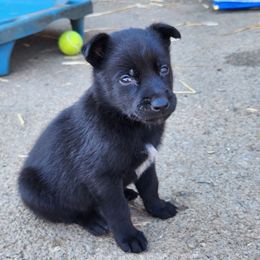 Leon Leighton - Black male Belgian Malinois puppy in Elizabethton, Tennessee from Forever Family K9