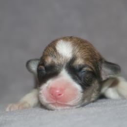 Boy 3 - Sable male Pembroke Welsh Corgi puppy in West, Texas from Rustic Spur Kennel